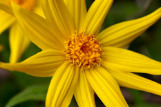 Inlight organic skincare is made using organic arnica